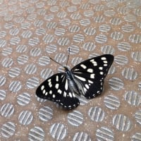 おはようゴマダラチョウ