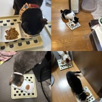 2025/6/13の朝ごはん