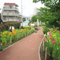鮫洲入江広場公園のゆり園へ（東京・品川）