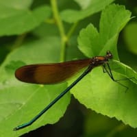 ベランダのフウランが開花2025