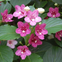 庭の花