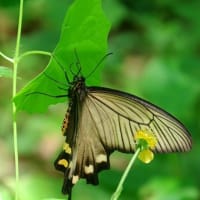 7月三回目の教室　雨上がりの森