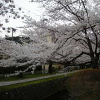 【2008春】京都一人お花見 ※自己満足的な長文