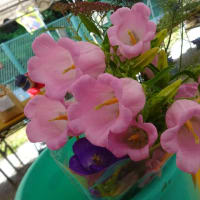今日から６月朝市のスタートです、切り花は紫陽花が主役となりそう