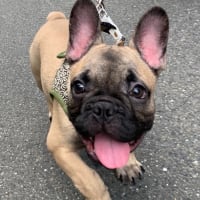 お散歩デビュー