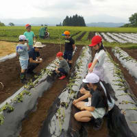 サツマイモ植えの師匠