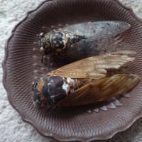蝉の鳴き声がありません！
