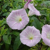 季節の花「昼顔 （ひるがお）」