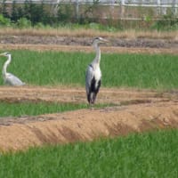 一年生の野鳥の授業。(6/9＊月）