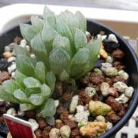 梅雨明けも待たずに弱るハオルチアかな