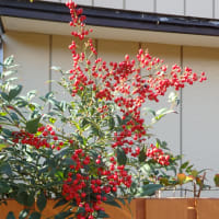 細道に南天の実とピラカンサ／冬の陽浴びて赤さを競う