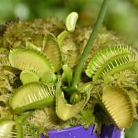 鉢植えの食虫植物（２）ハエトリソウ