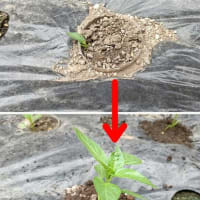 ピーマンが葉を虫に食べられて不調