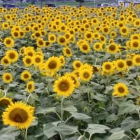 3日で歩けなくなるってー・・・。