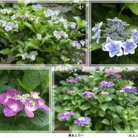 紫陽花