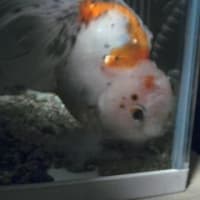 冬眠中のぽたこです