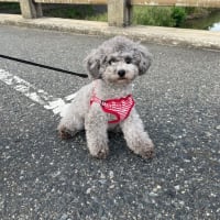 久々、サクラちゃん登場