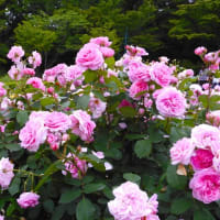 ２０２４・５・１９　横浜市こども植物園のバラ