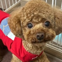 術後4日目！ブログ引っ越し断念！
