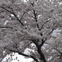 仙台の桜