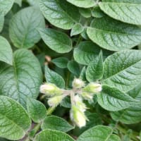 キタアカリの花芽