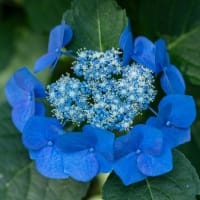 権現堂公園の紫陽花　その４３
