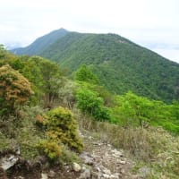 そろそろシロヤシオ・ミツバツツジの群生地へ