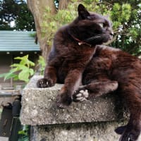マダム、門の上。