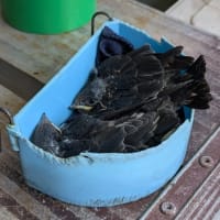 幸福の使者の巣　落下