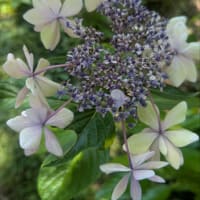 科学への希求