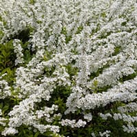 葛西・総合レクリエーション公園　春の花々