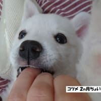 2025狂犬病ワクチンは近所にて