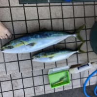 今年も大物がきた！