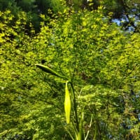 ８月４日　神護寺夏の大掃除よろしくお願いします🙇