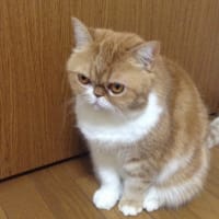 えむっちょ死亡説