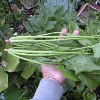 初夏ほうれん草　　　追記です　　　さらに追記です