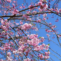 畑の土手に植えてある枝垂れ桜が咲いた♪