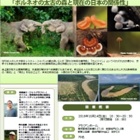 10/14（金）にトークショー 『ボルネオの太古の森と現在の日本の関係性』を開催します！