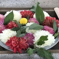 花手水・御朱印・上野東照宮