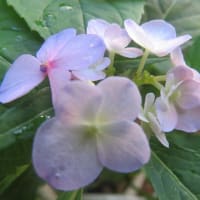 紫陽花「九重の桜」　2