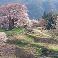 孤高の１０００年桜