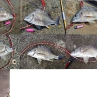 ヘチ竿作りました 作り方あり 約1年ぶり 波止釣大好き 特に落とし込み ヘチ竿作りました 作り方あり 約1年ぶり 波止釣大好き 特に落とし込み