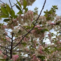 上地八幡宮　鬱金桜