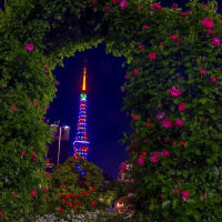ゴールデンウイークカラーの東京タワー
