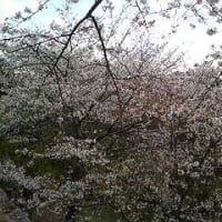 丹鶴城公園（桜）