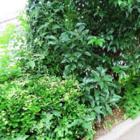 大仙公園・続きから阪和線沿い