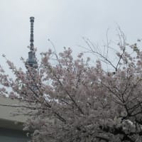 墨堤の桜　2024.04.08