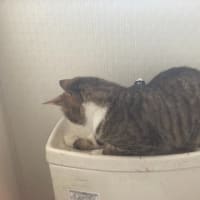 もにょ吉（猫）　トイレで