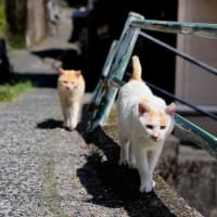 九州F島の猫たち　2025年4月　その14