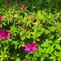 珠にはお花も